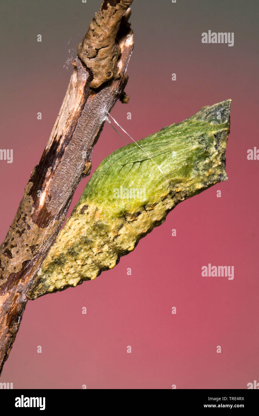 swallowtail (Papilio machaon), girdled pupa, Germany Stock Photo