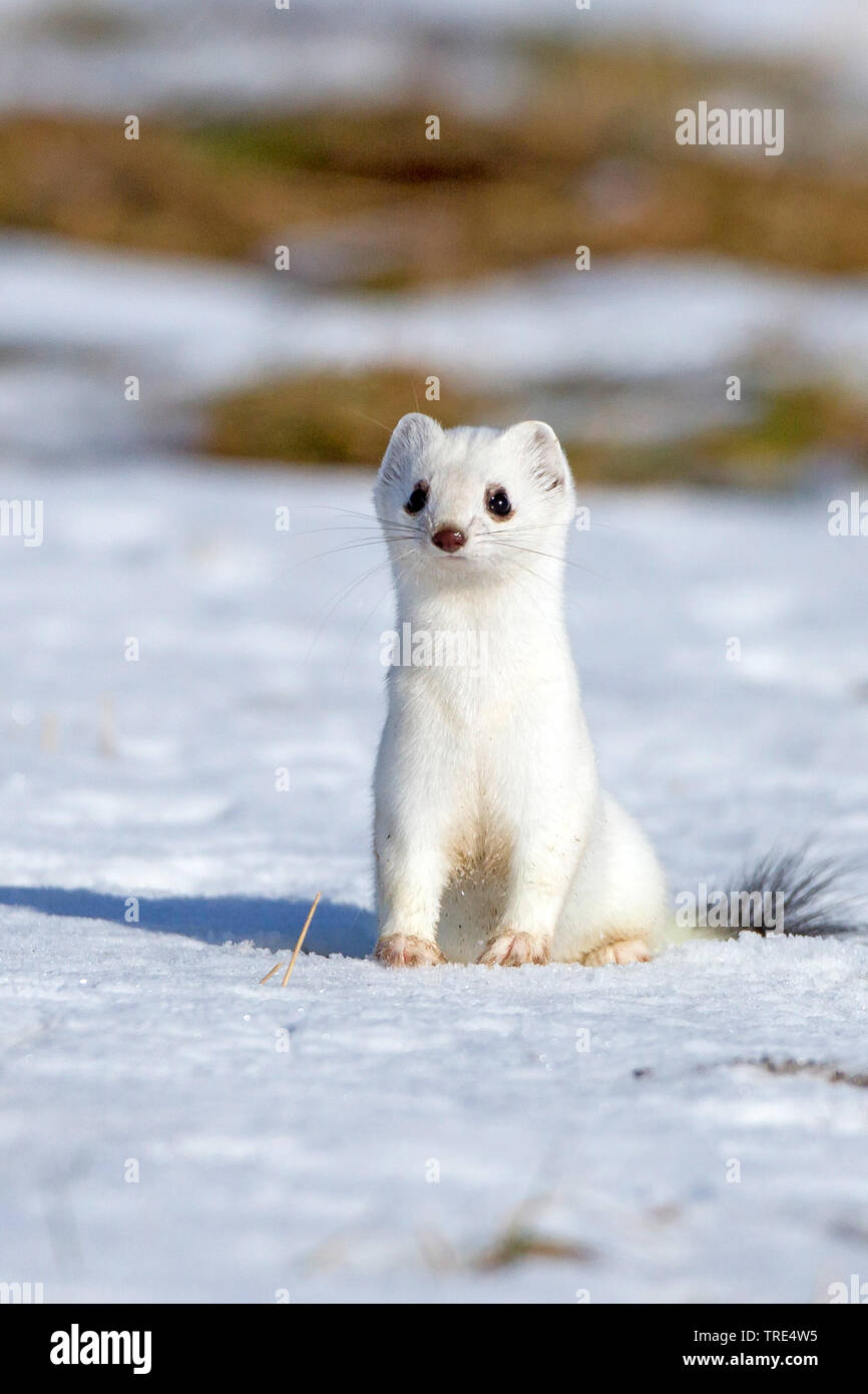 Ermine, Stoat, Short-tailed weasel (Mustela erminea), in winter fur in snow, Germany Stock Photo