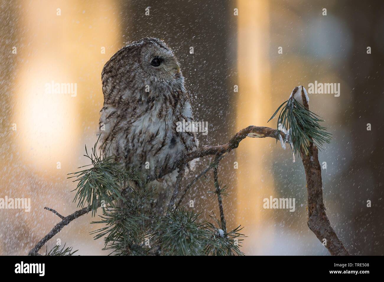 Eurasian tawny owl (Strix aluco), perching on a branch during snowfall, Czech Republic Stock Photo