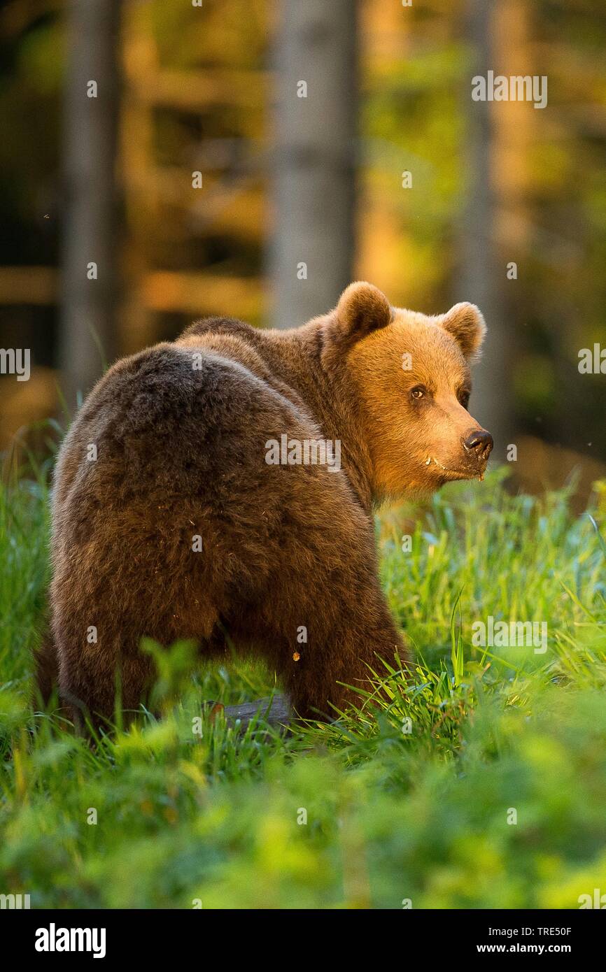 European brown bear (Ursus arctos arctos), turning around, Czech Republic Stock Photo