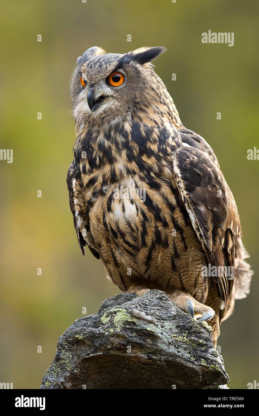 northern eagle owl (Bubo bubo), perching on a look out, Czech Republic Stock Photo