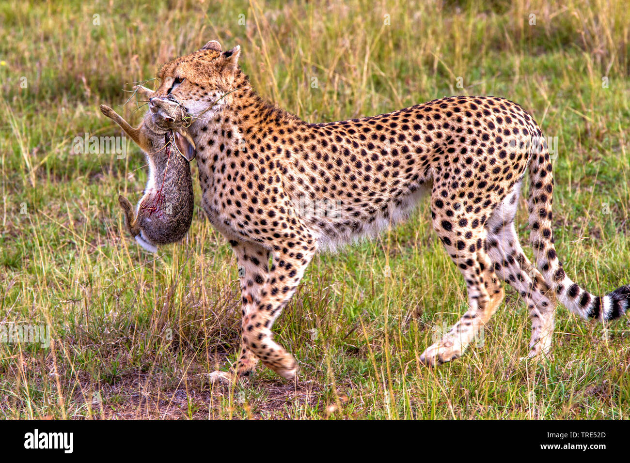 cheetah (Acinonyx jubatus), with prey, Kenya, Kenya, Masai Mara National Park Stock Photo