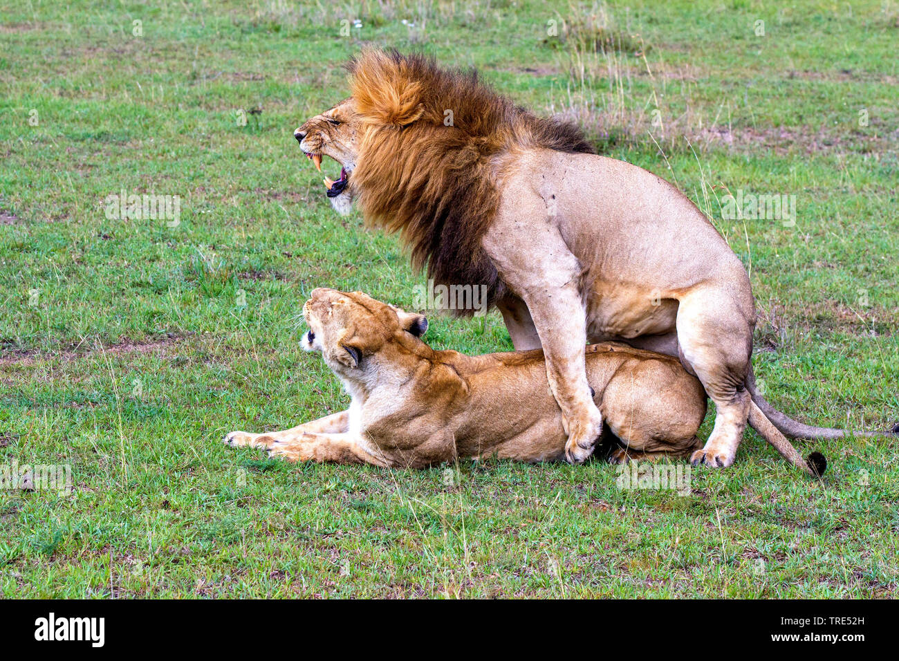 lion (Panthera leo), mating, Kenya, Masai Mara National Park Stock Photo