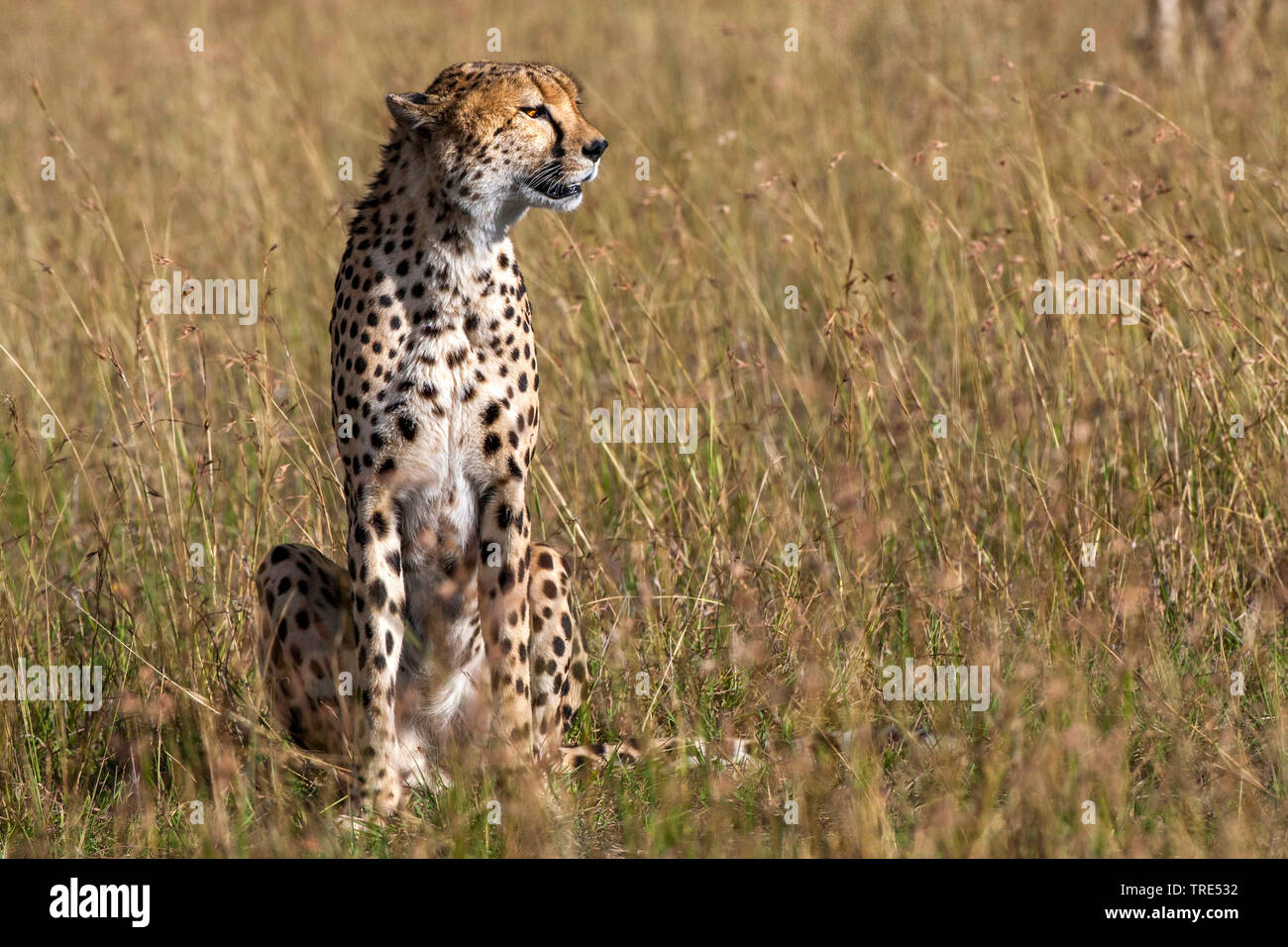 cheetah (Acinonyx jubatus), sits in savanna, Kenya, Kenya, Masai Mara National Park Stock Photo
