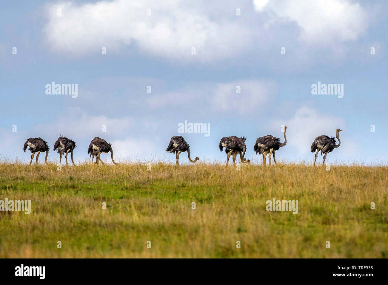ostrich (Struthio camelus), herd of ostrichs on the feed, Kenya, Kenya, Masai Mara National Park Stock Photo