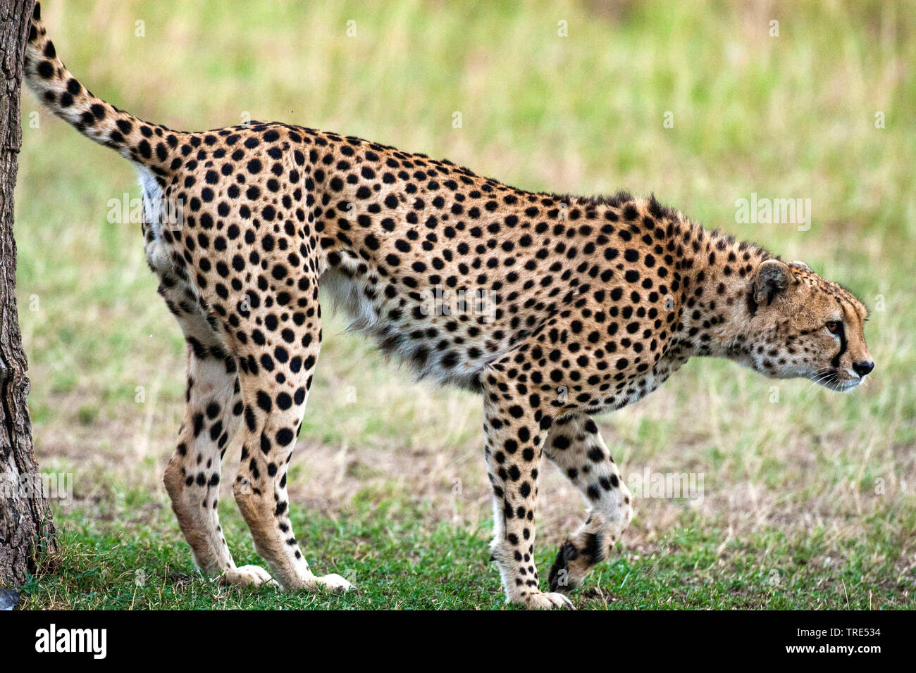 cheetah (Acinonyx jubatus), marking, Kenya, Kenya, Masai Mara National Park Stock Photo
