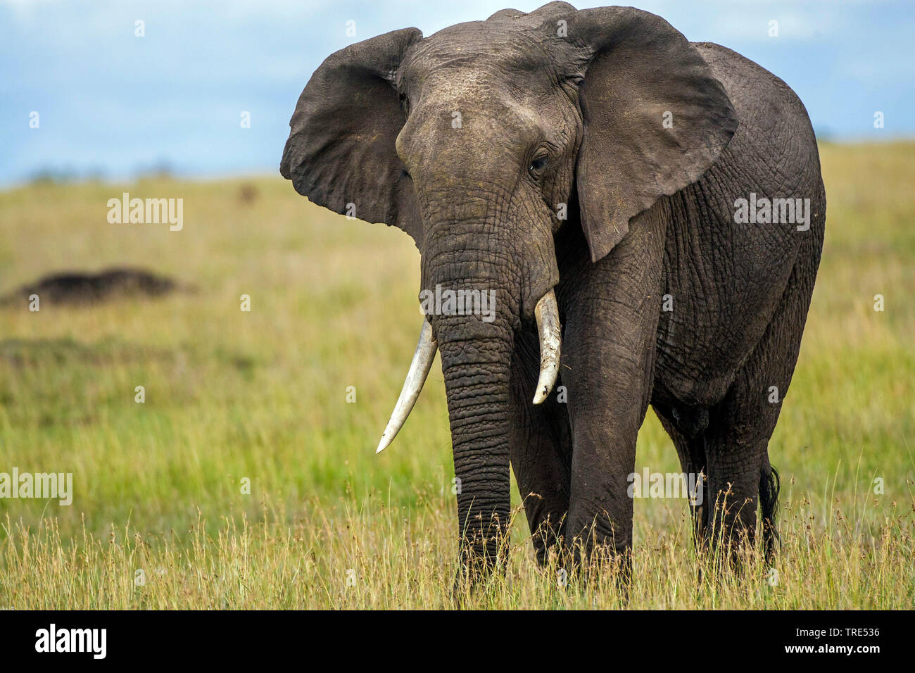 African elephant (Loxodonta africana), male, Kenya, Kenya, Masai Mara National Park Stock Photo