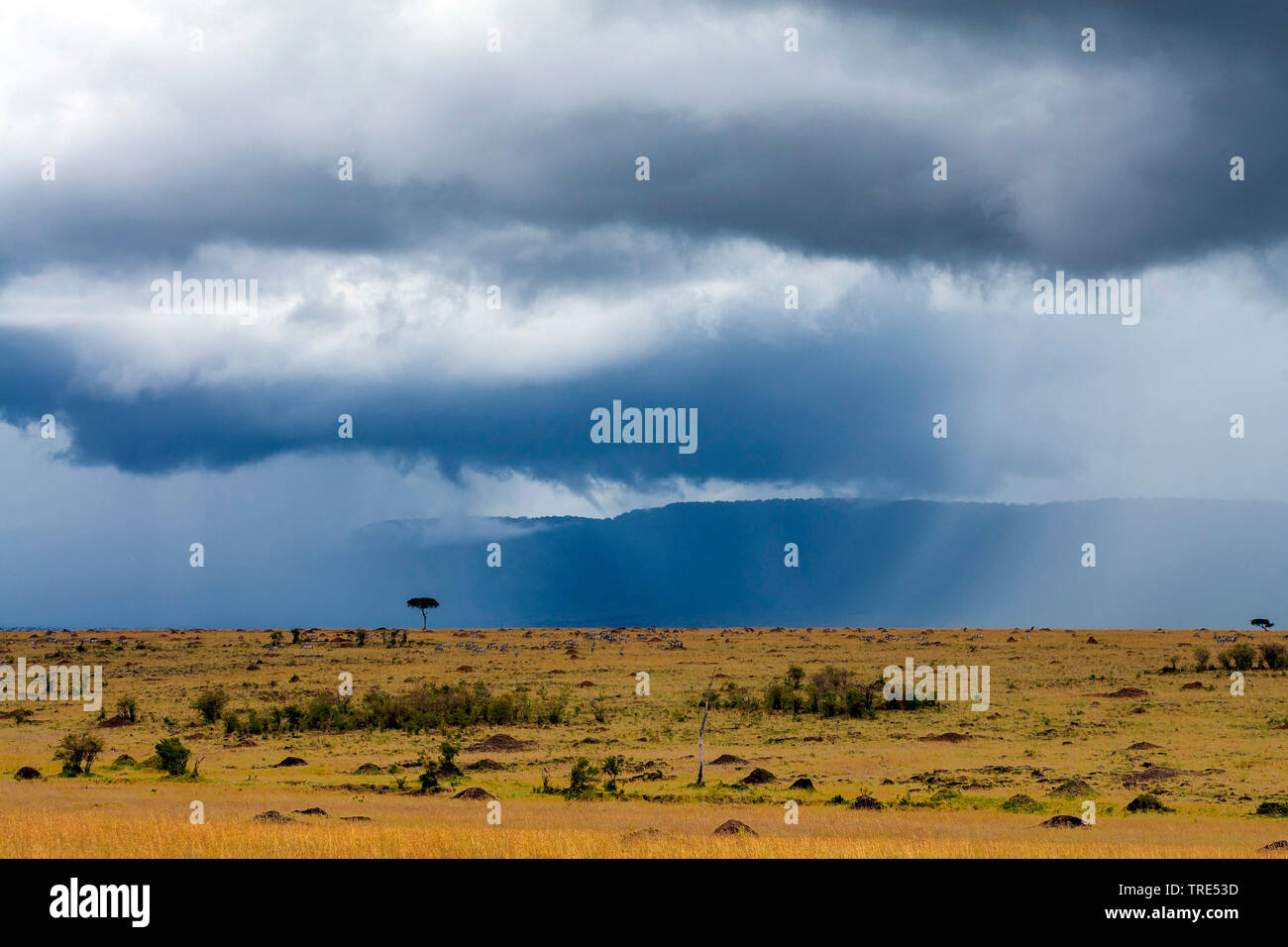thunderstorm over Mara Bush Camp, Kenya, Kenya, Masai Mara National Park Stock Photo