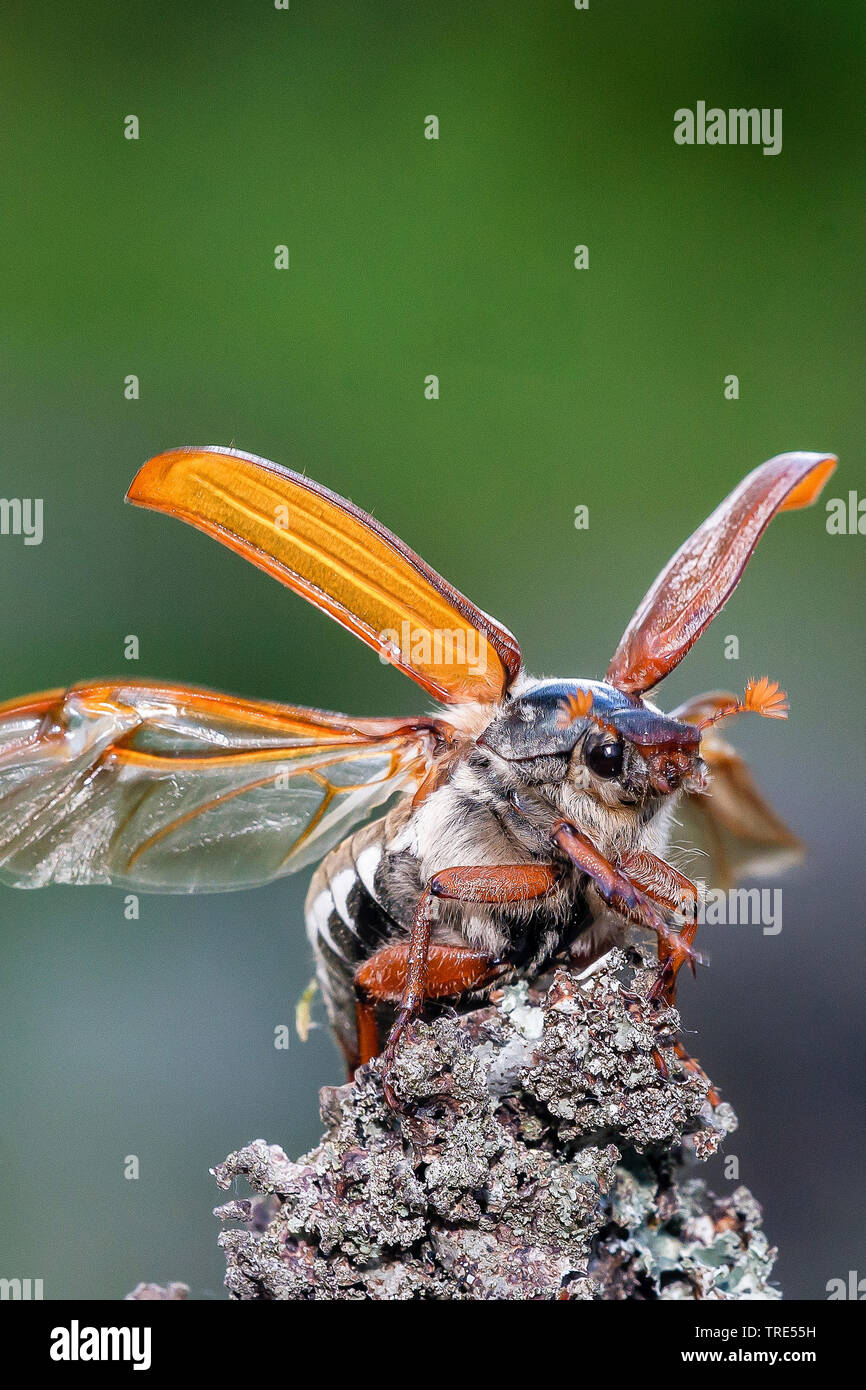 Common cockchafer, Maybug, Maybeetle (Melolontha melolontha), starting, Austria, Burgenland Stock Photo