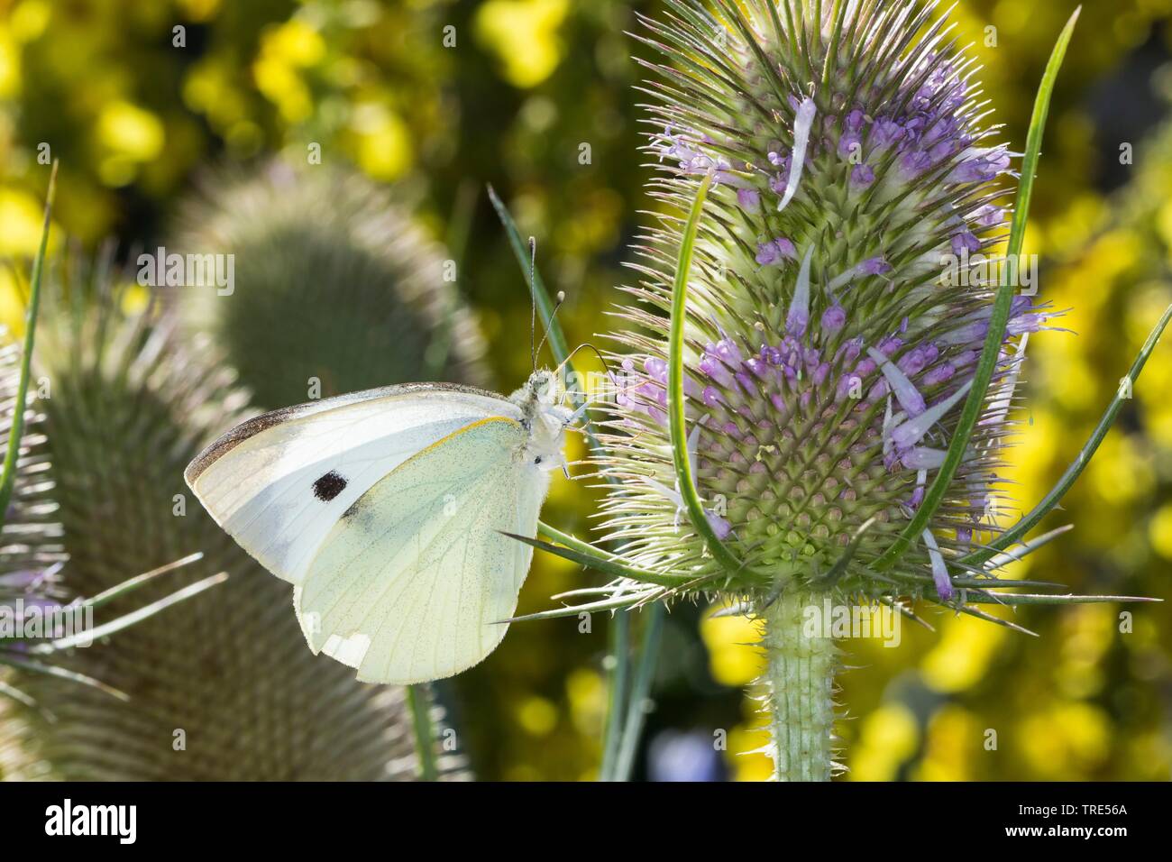 large white (Pieris brassicae), female at a teasel, Germany Stock Photo