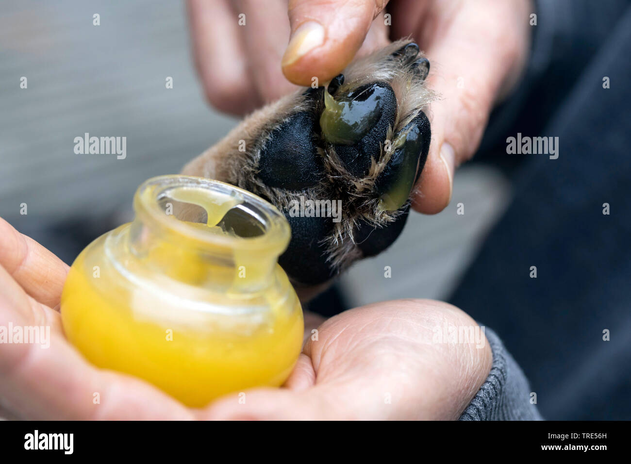 resin creme on a dog's paw, Germany Stock Photo