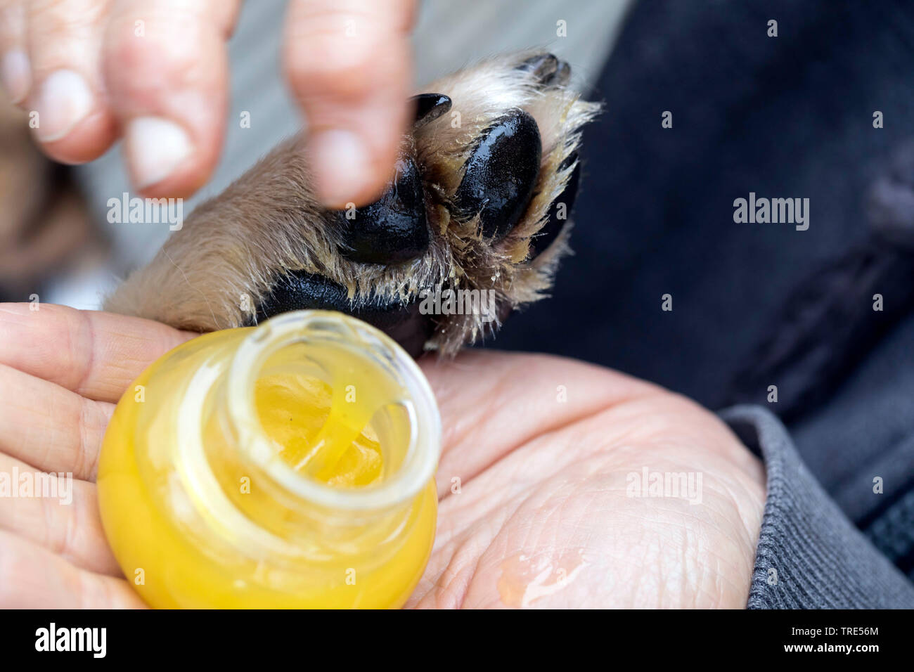resin creme on a dog's paw, Germany Stock Photo