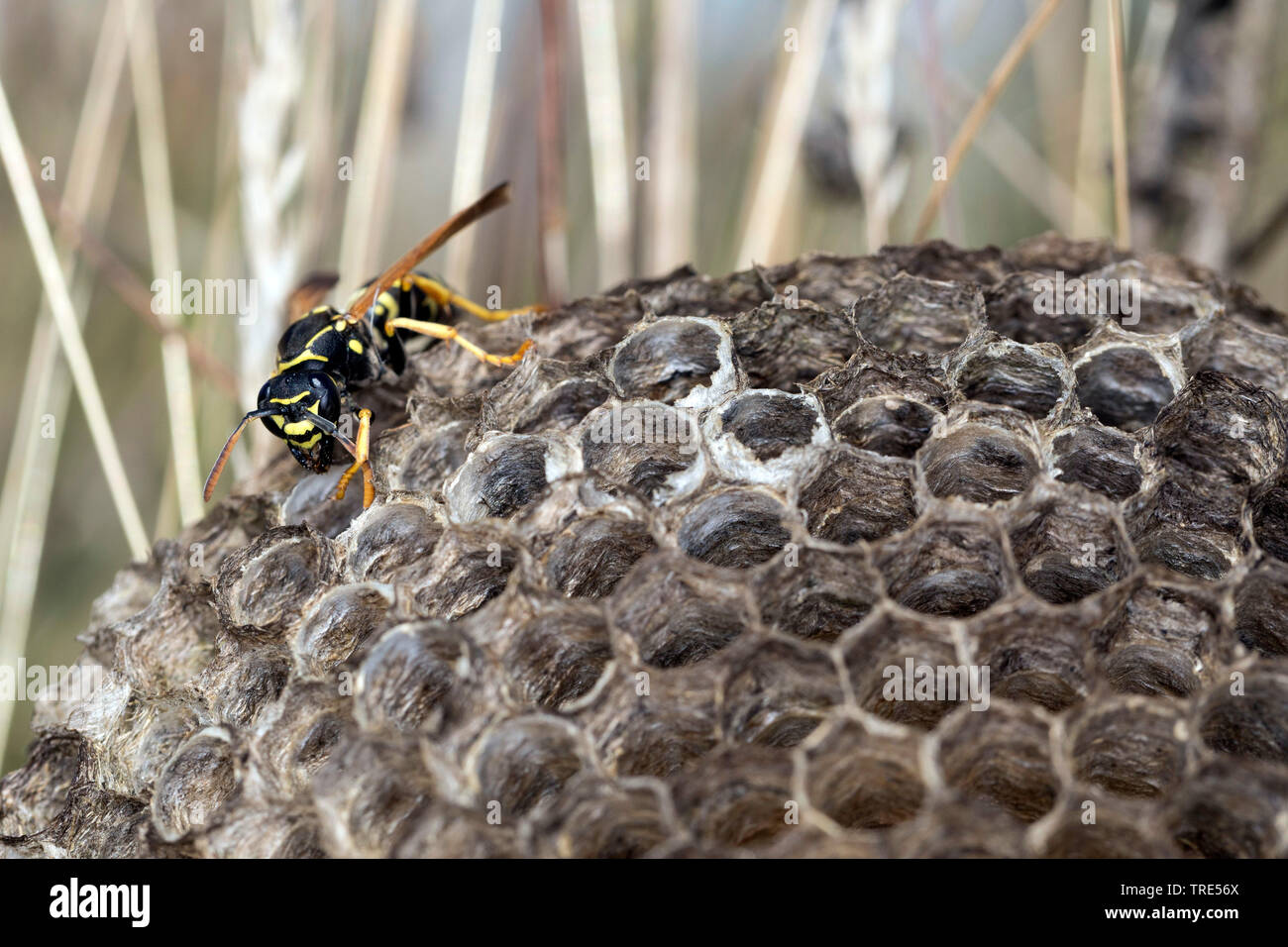 Paper wasp (Polistes nimpha, Polistes opinabilis), wasp nest, Germany Stock Photo