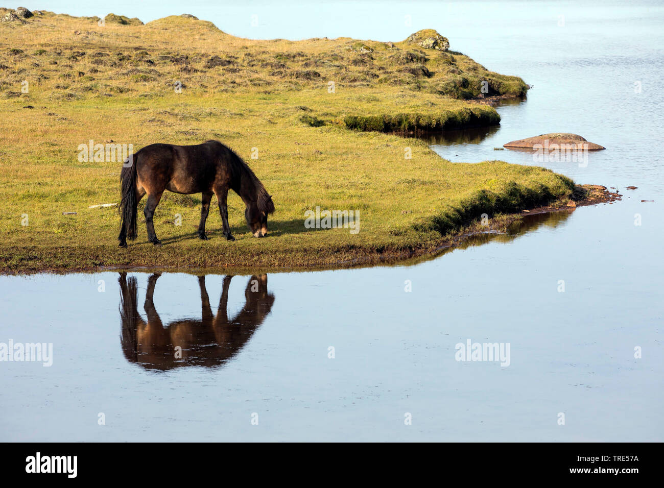 Islandic horse, Icelandic horse, Iceland pony (Equus przewalskii f. caballus), grazing horse at the coast with mirror image, Iceland Stock Photo