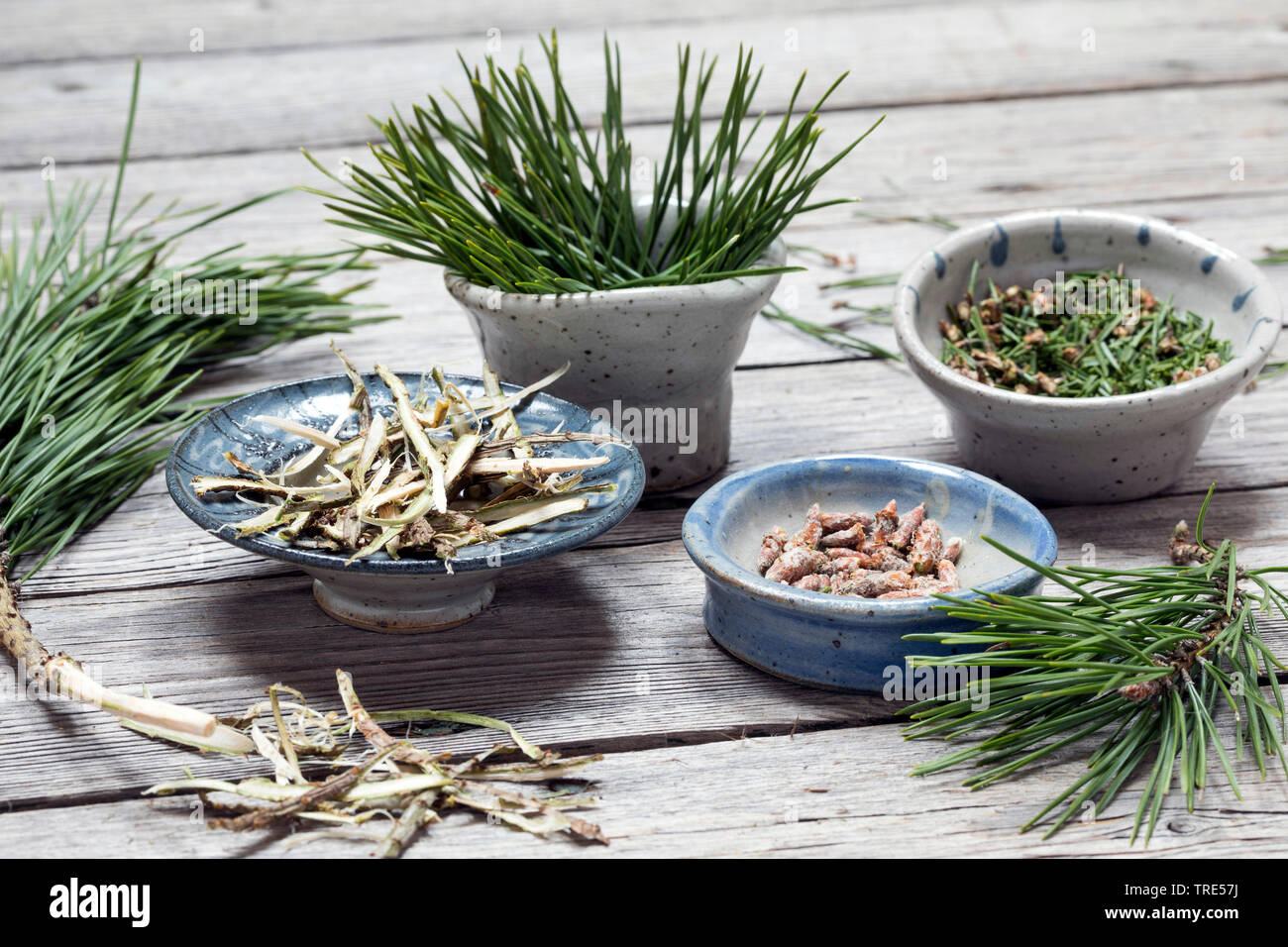 Scotch pine, Scots pine (Pinus sylvestris), collected buds, needles, and bark, Germany Stock Photo