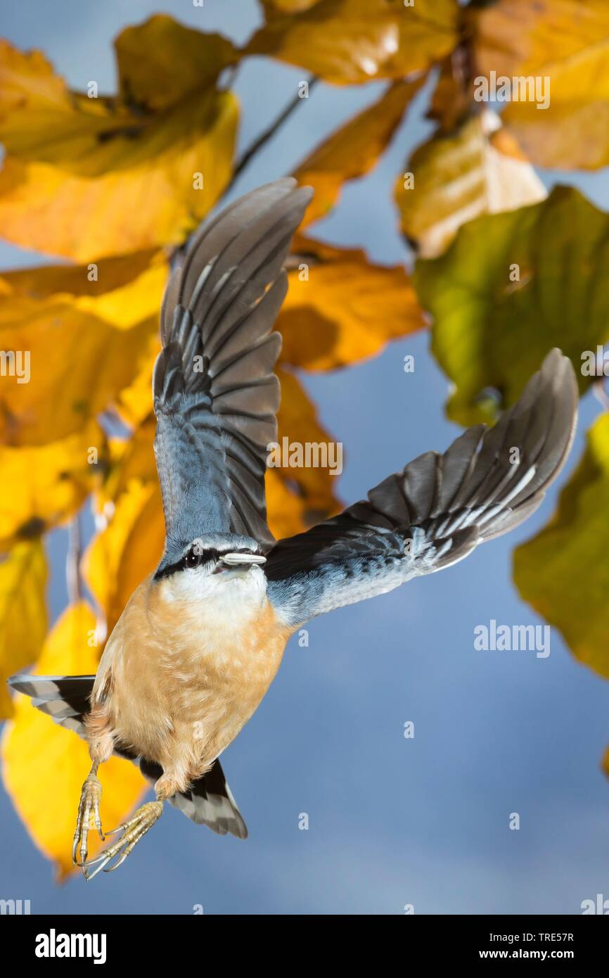Eurasian nuthatch (Sitta europaea), in flight with kernel in the beak, Germany Stock Photo