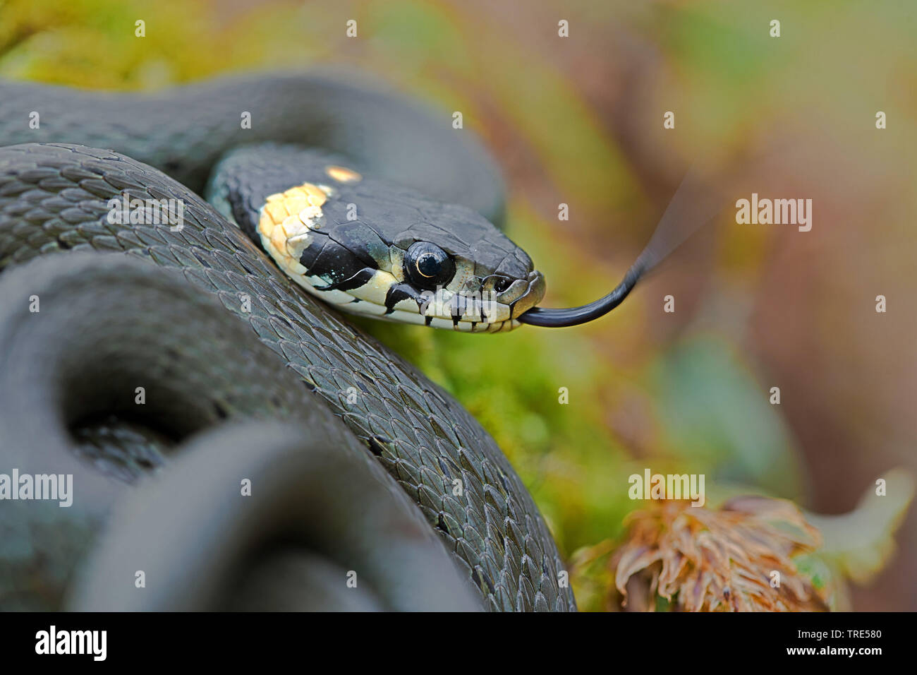 grass snake (Natrix natrix), flicking tongue, Germany, Bavaria Stock Photo