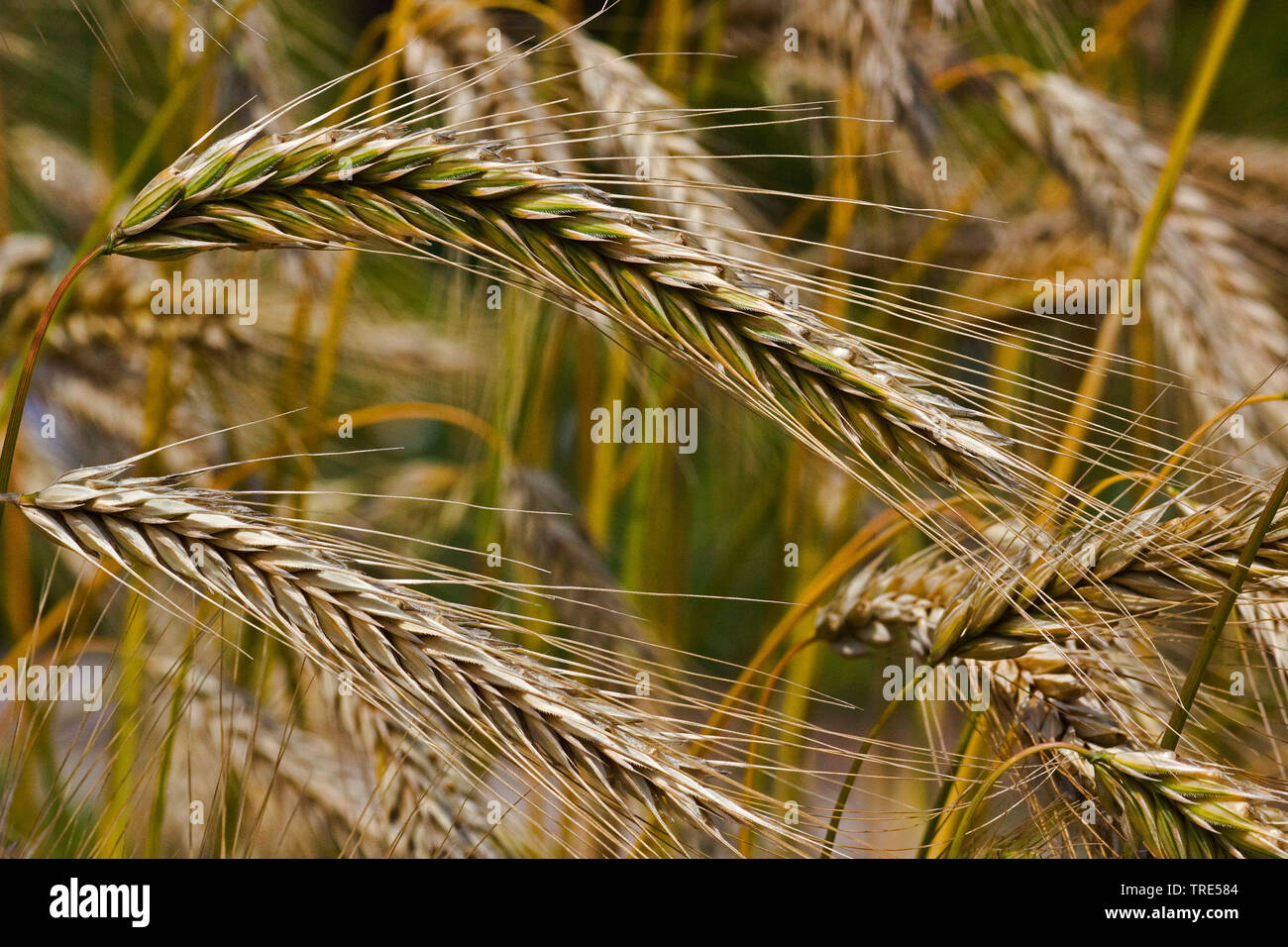 cultivated rye (Secale cereale), spikes, Germany Stock Photo