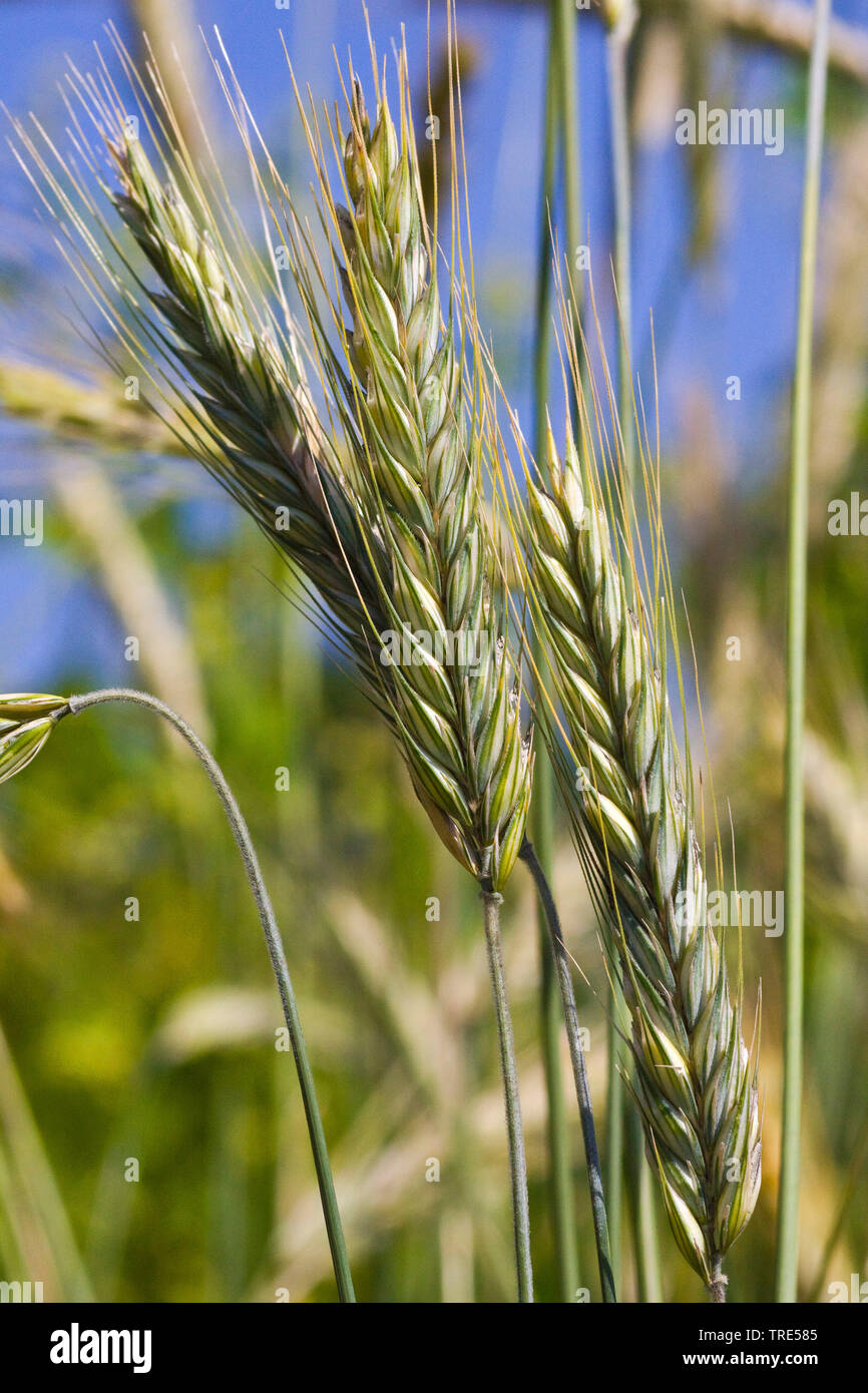 Vavilov rye (Secale vavilovi), spikes, Germany Stock Photo