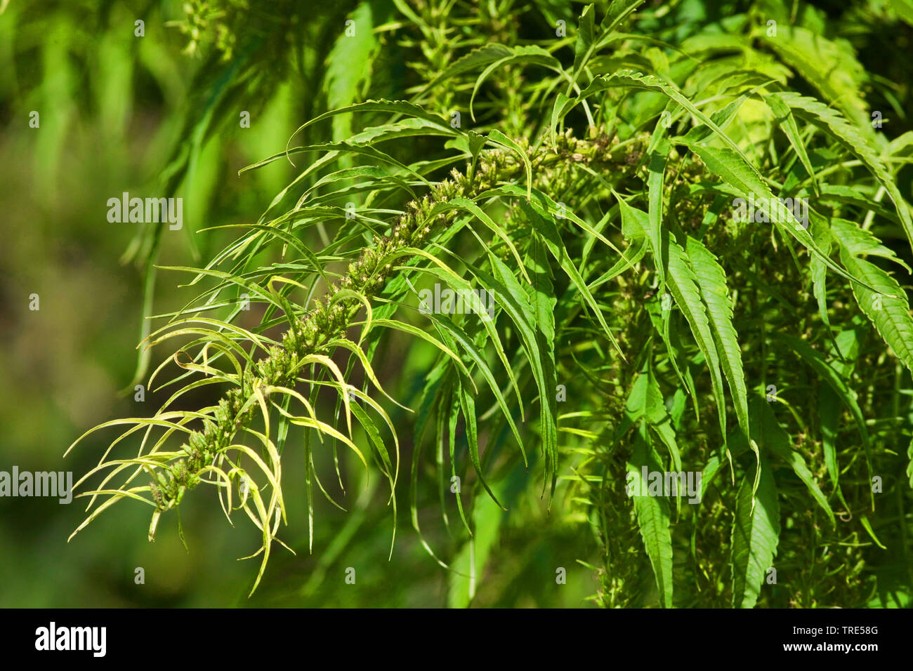Datisca (Datisca cannabina), inflorescence Stock Photo - Alamy