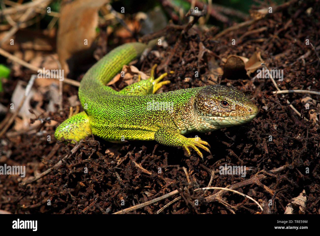 Eastern Green Lizard, European green lizard, Emerald lizard (Lacerta viridis, Lacerta viridis viridis), female, Austria Stock Photo