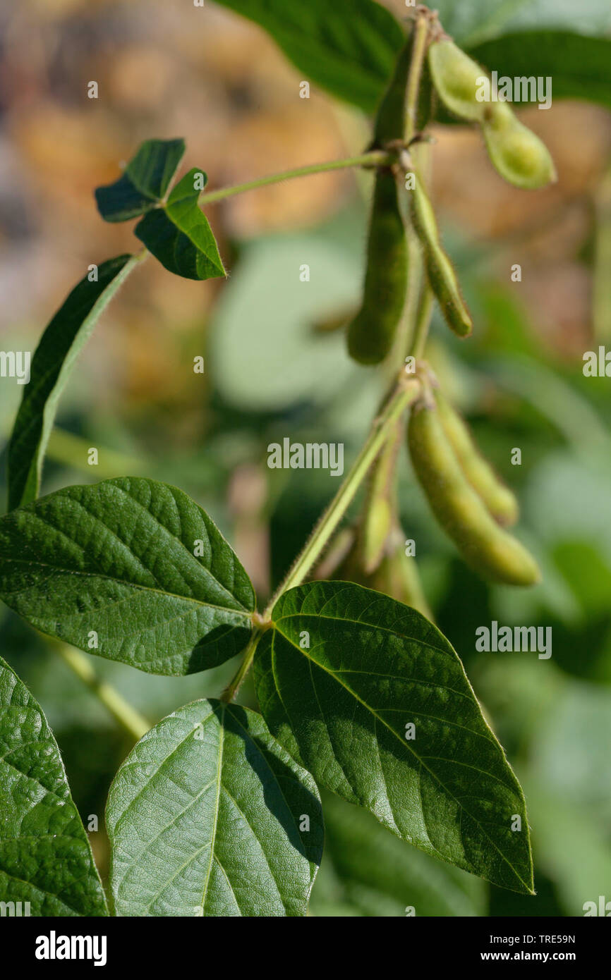 Immature soybean hires stock photography and images Alamy