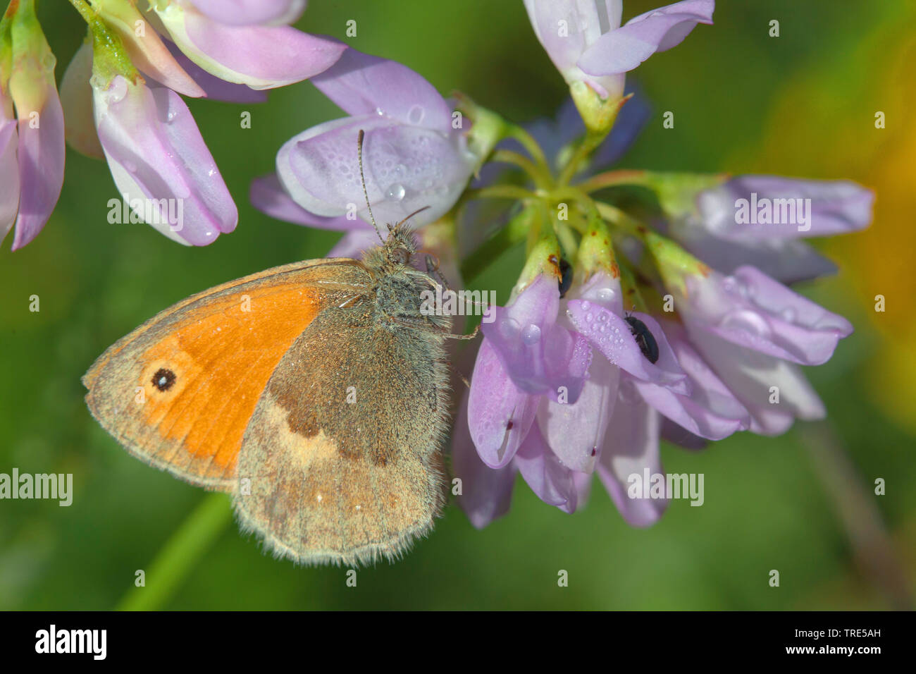 small heath (Coenonympha pamphilus), sucking at Coronilla, Germany Stock Photo