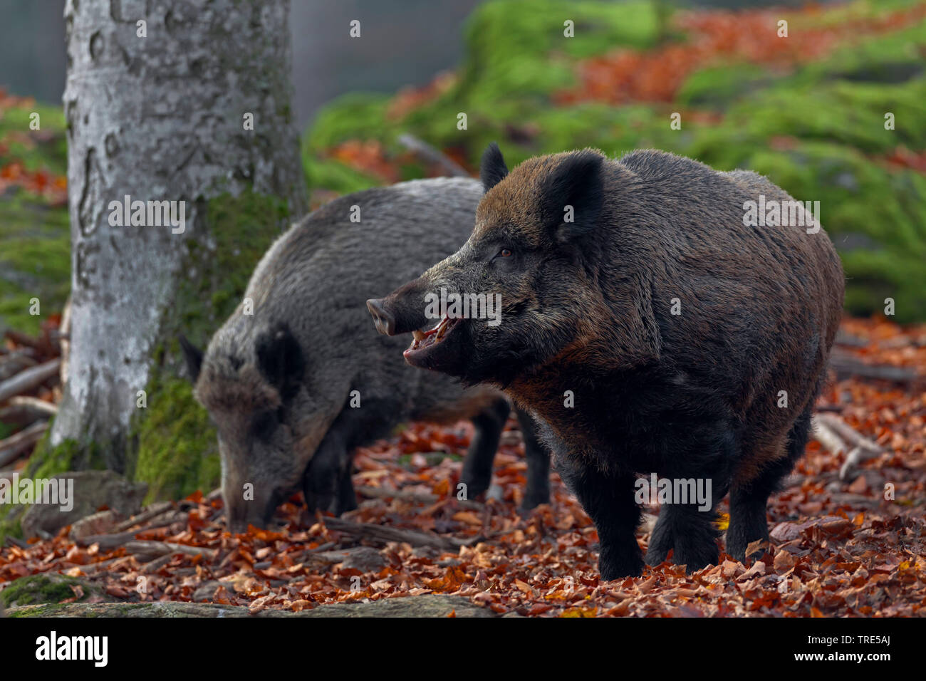 wild boar, pig, wild boar (Sus scrofa), tow wild boars in a forest, Germany, Bavaria Stock Photo