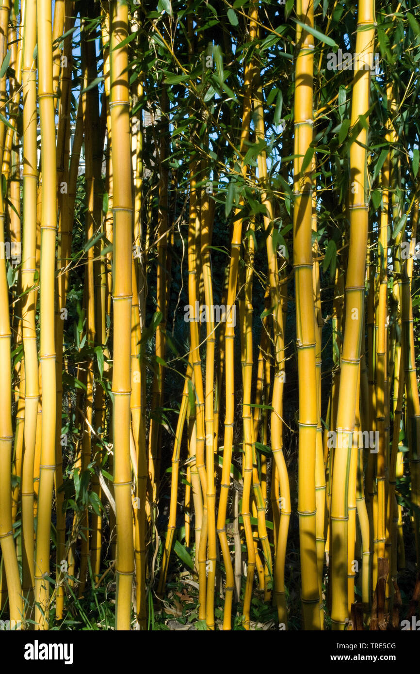 Bamboo plants in garden, Netherlands Stock Photo Alamy