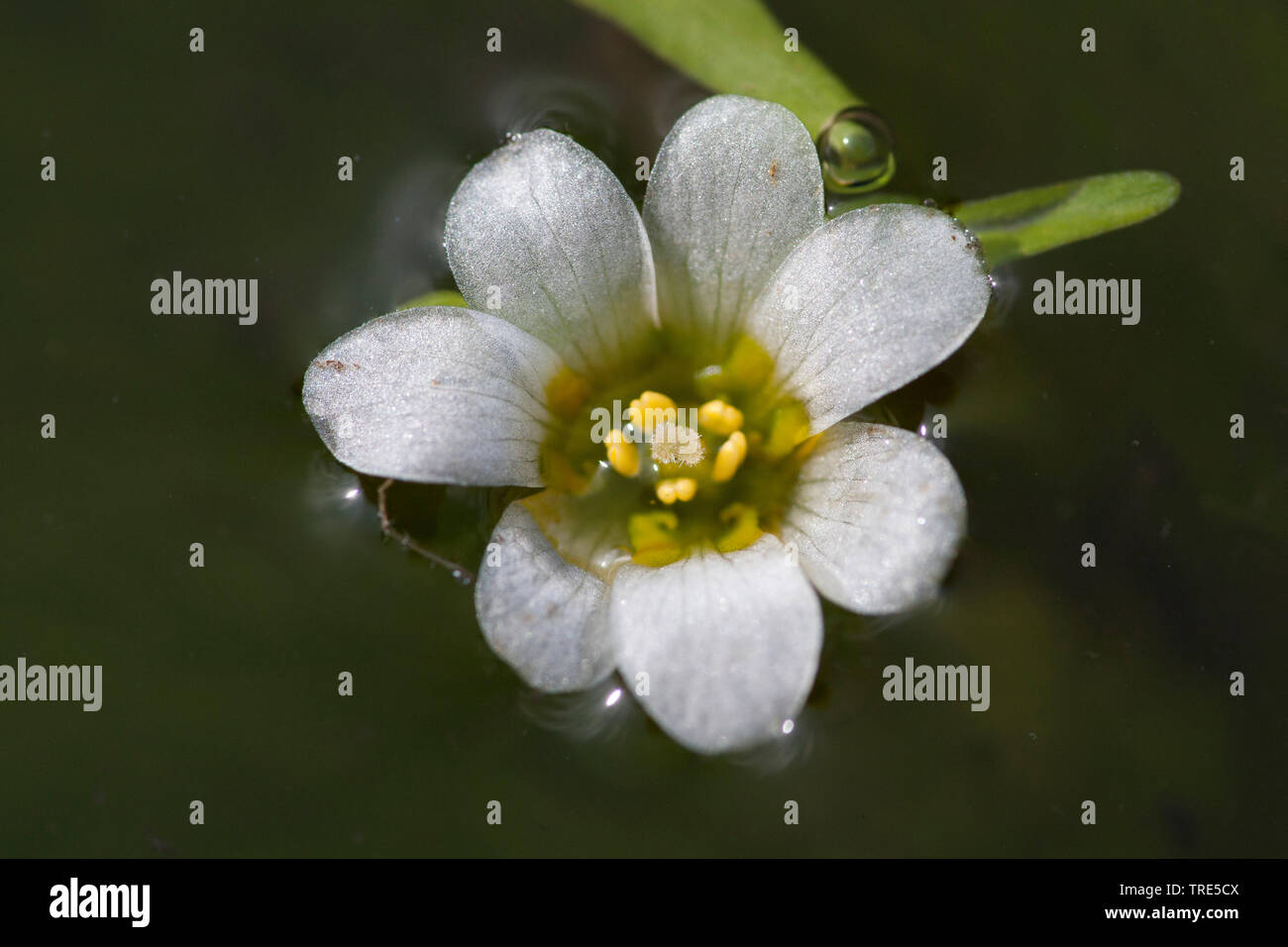 Carolina fanwort (Cabomba caroliniana), flower, Netherlands, Northern Netherlands Stock Photo