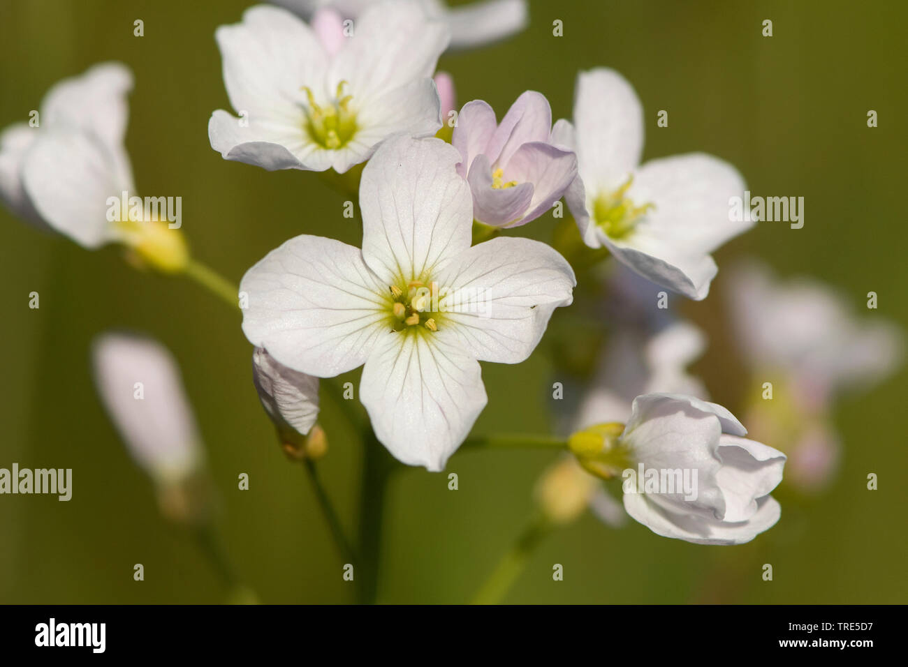 Bog Pink, Cuckoo Flower, Lady's Smock, Milkmaids (Cardamine pratensis ...