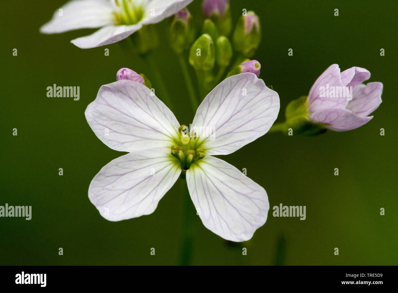 Bog Pink, Cuckoo Flower, Lady's Smock, Milkmaids (Cardamine pratensis ...