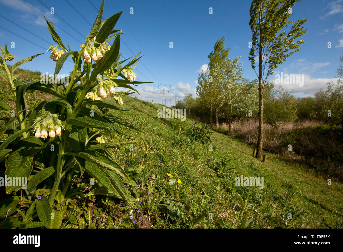 common comfrey (Symphytum officinale), blooming on a dyke, Netherlands, Northern Netherlands Stock Photo