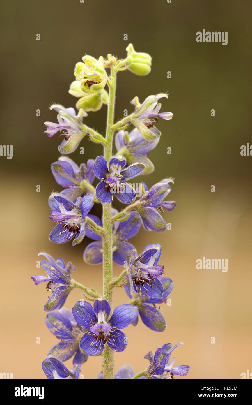 stavesacre (Delphinium staphisagria), blooming, Greece, Lesbos Stock Photo