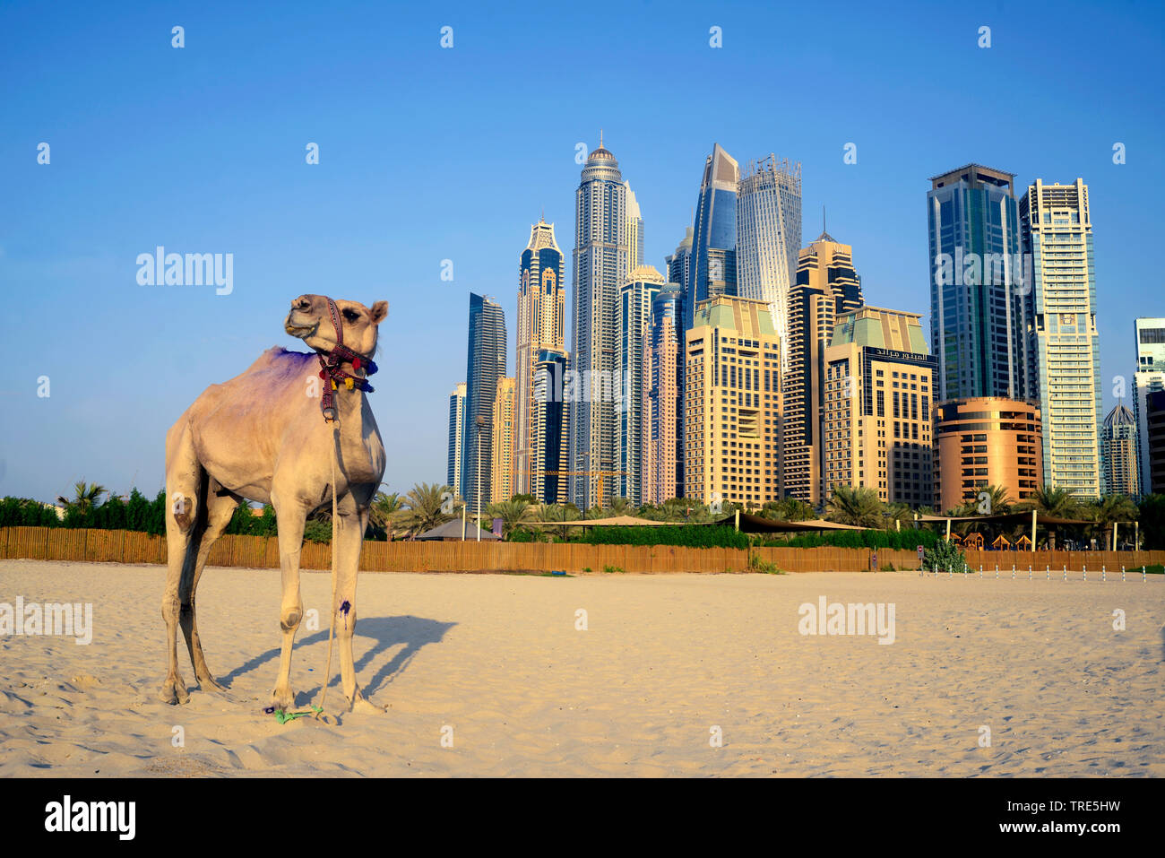 camel on the beach of Marina Dubai, skyscrapers of Dubai in background, United Arab Emirates, Dubai Stock Photo
