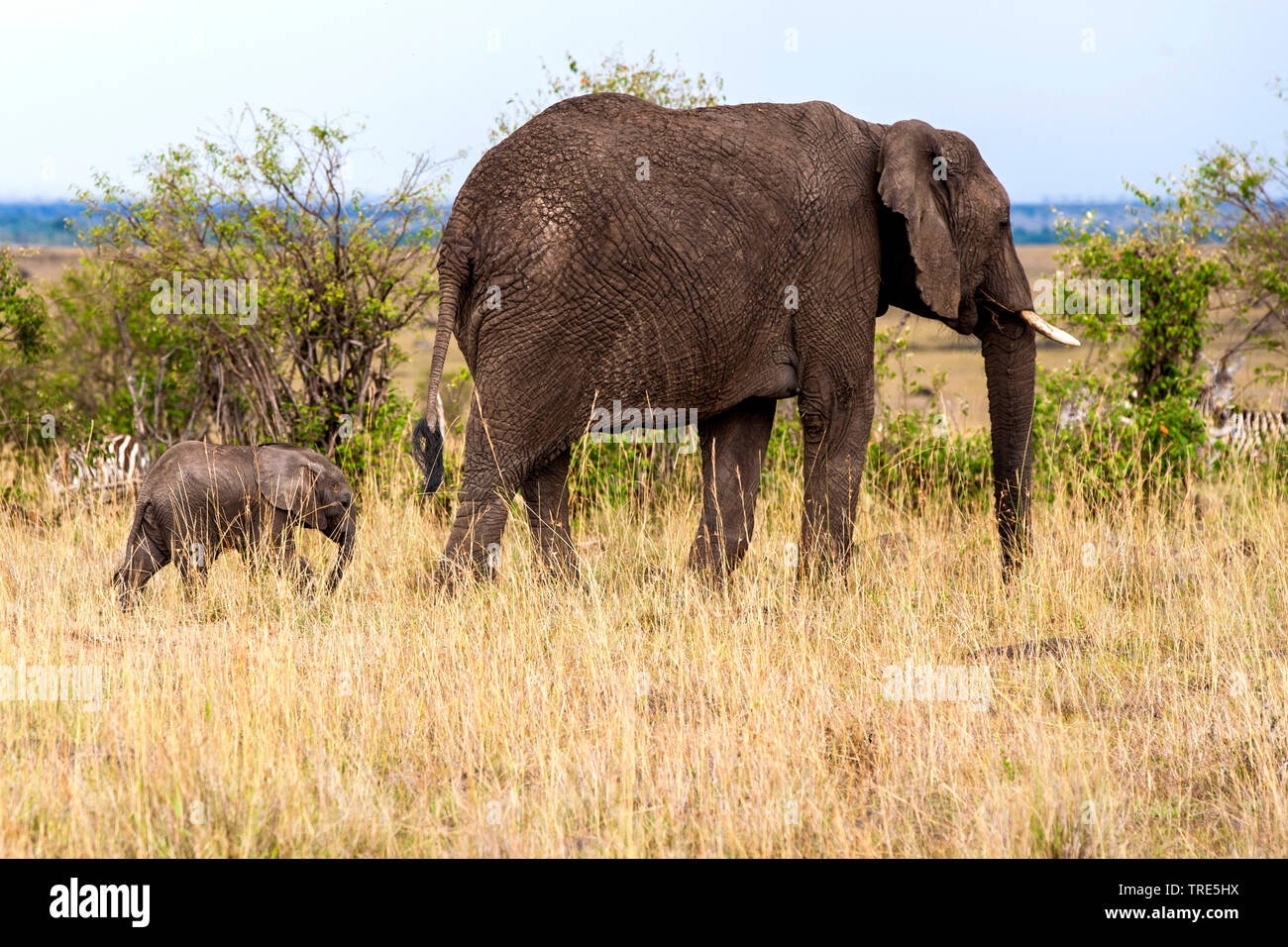 African elephant (Loxodonta africana), female with pup, Kenya, Masai Mara National Park Stock Photo
