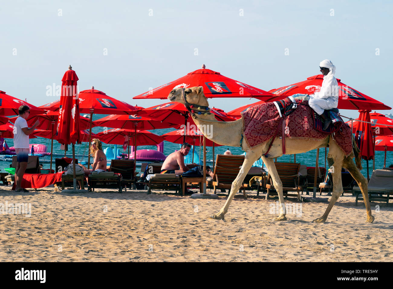camel on the beach of Marina Dubai, United Arab Emirates, Dubai Stock Photo