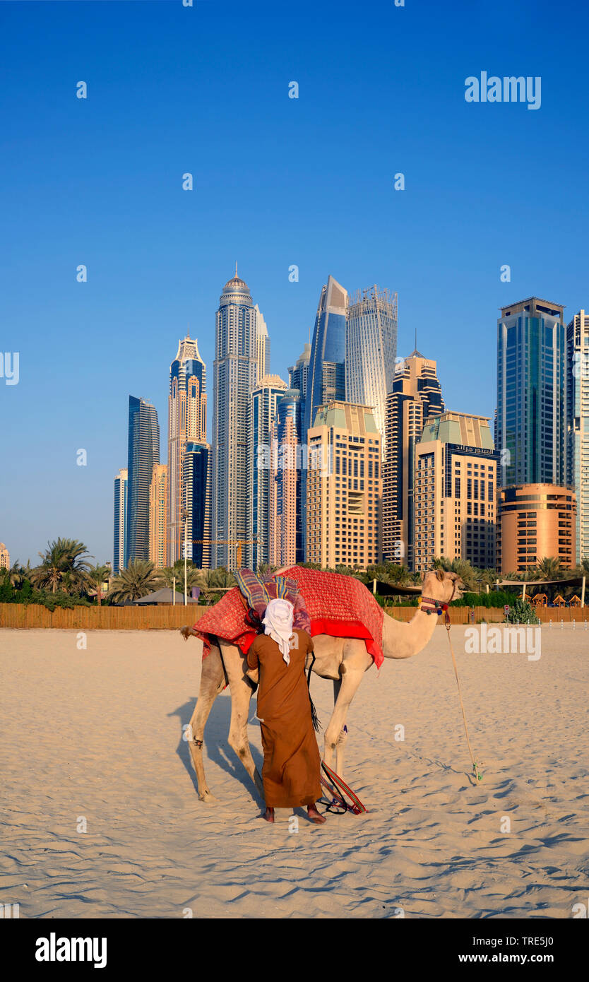 camel on the beach of Marina Dubai, skyscrapers of Dubai in background, United Arab Emirates, Dubai Stock Photo