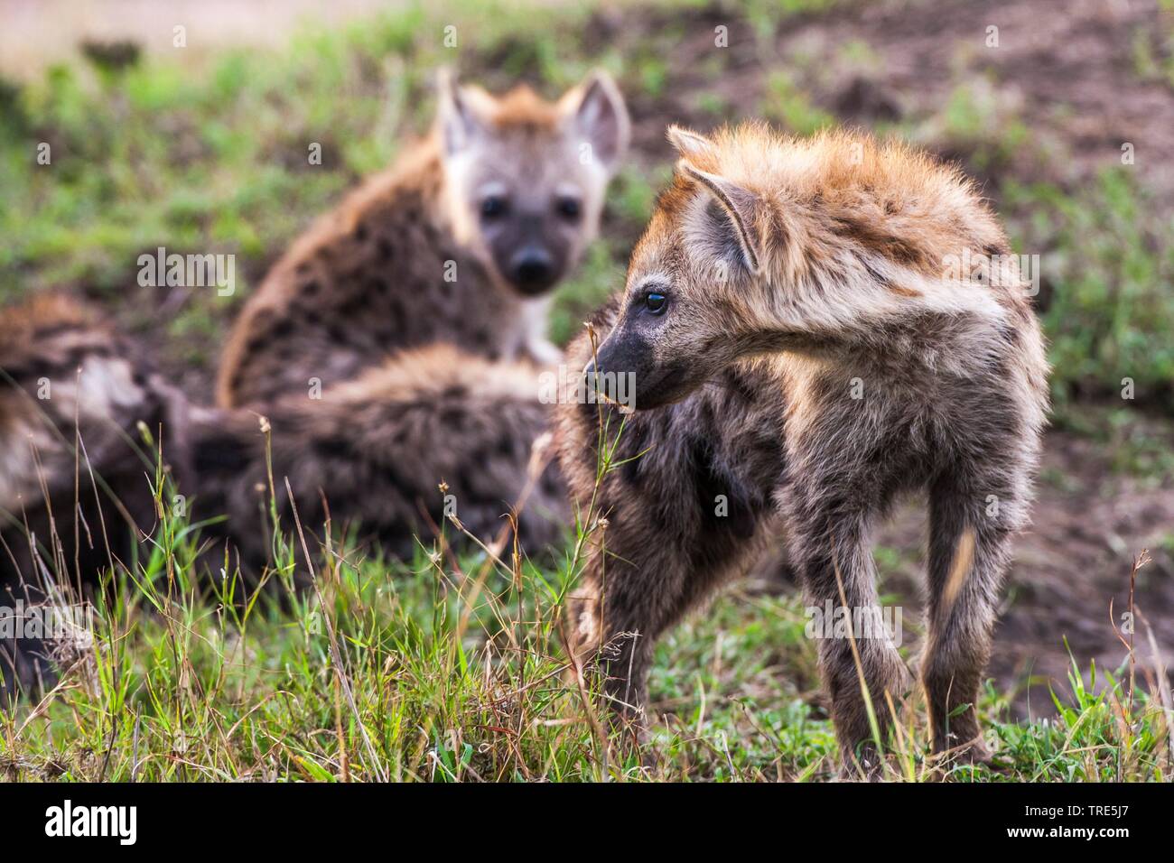 spotted hyena (Crocuta crocuta), group, Kenya, Masai Mara National Park Stock Photo