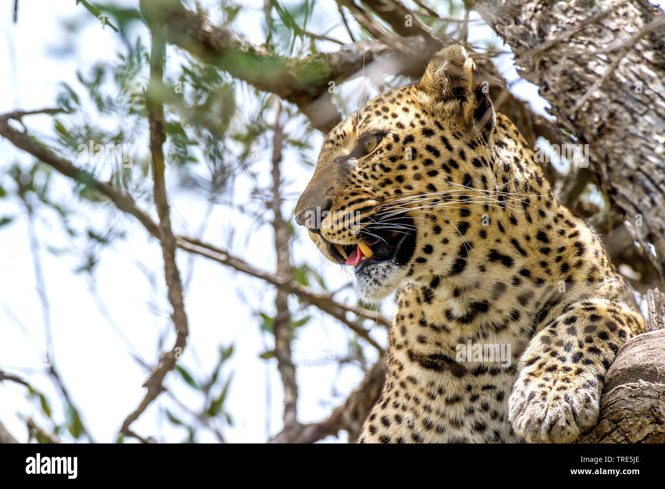 leopard (Panthera pardus), on a tree, Kenya, Masai Mara National Park Stock Photo