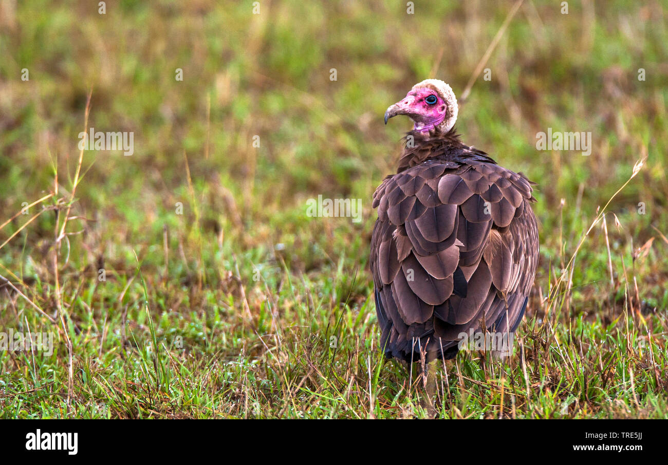 hooded vulture (Necrosyrtes monachus), sits on the ground, Kenya, Masai Mara National Park Stock Photo