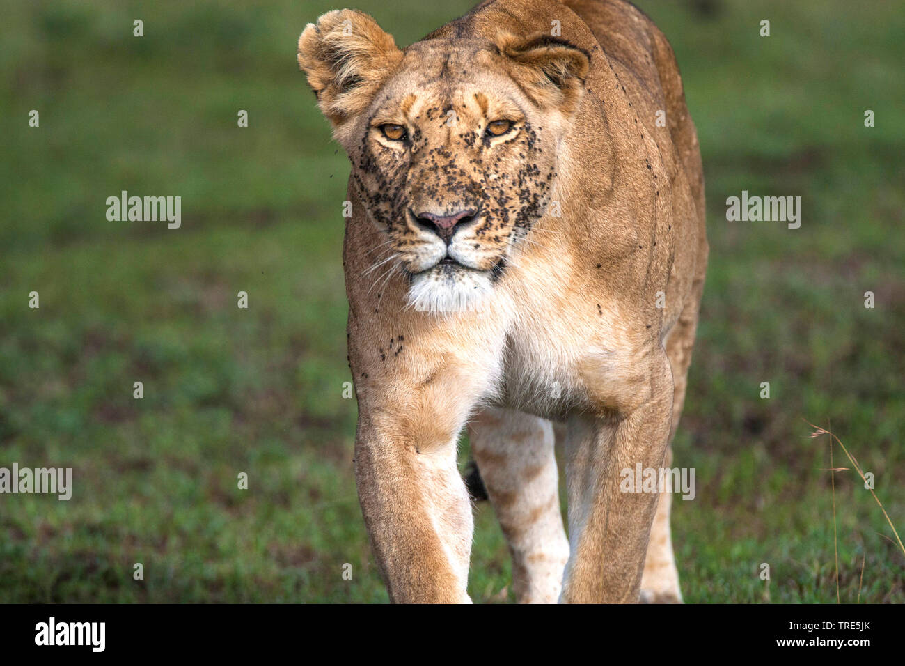 lion (Panthera leo), Kenya, Masai Mara National Park Stock Photo