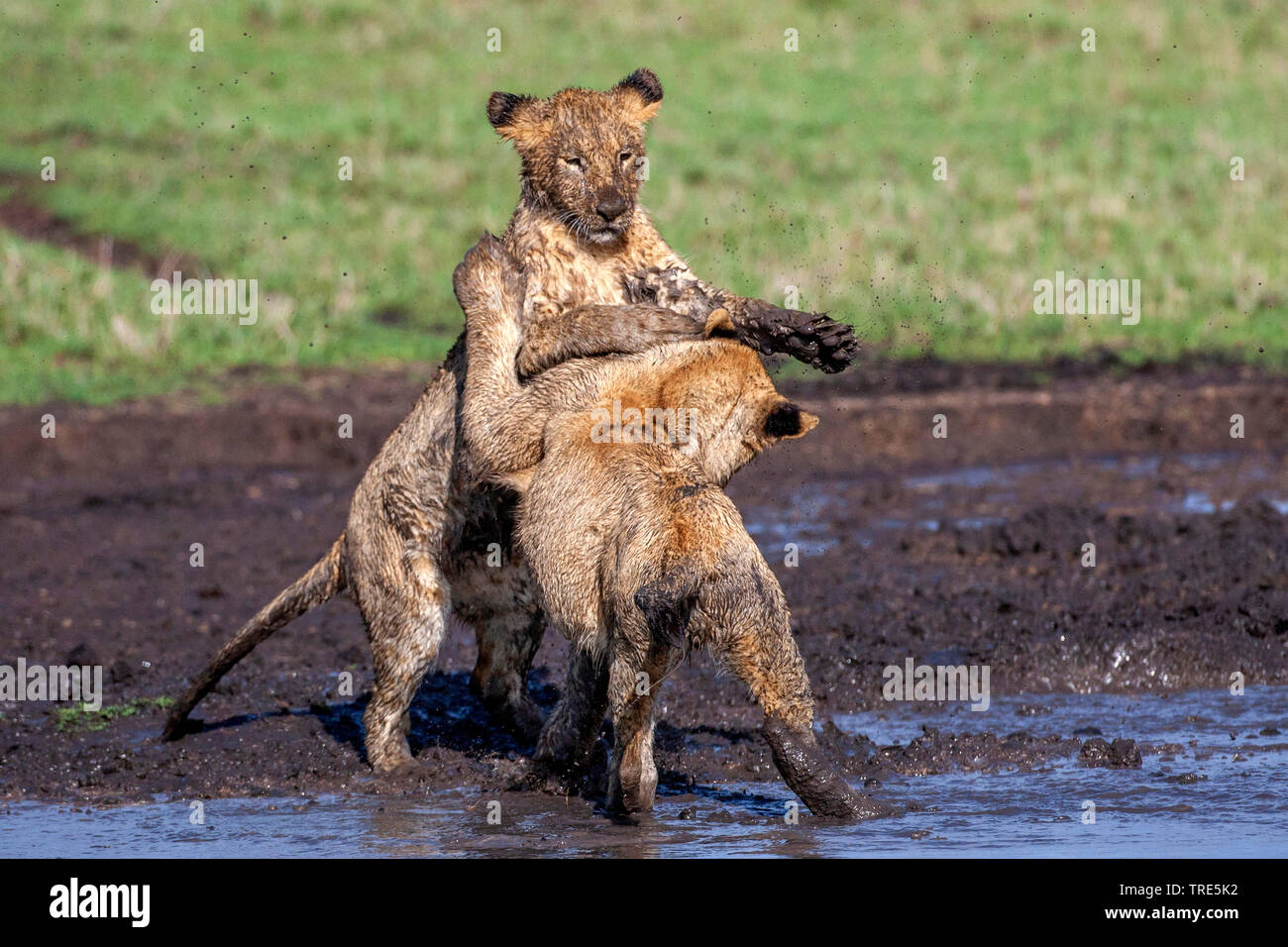 lion (Panthera leo), two lion cubs scuffling in a mud hole, Kenya, Masai Mara National Park Stock Photo