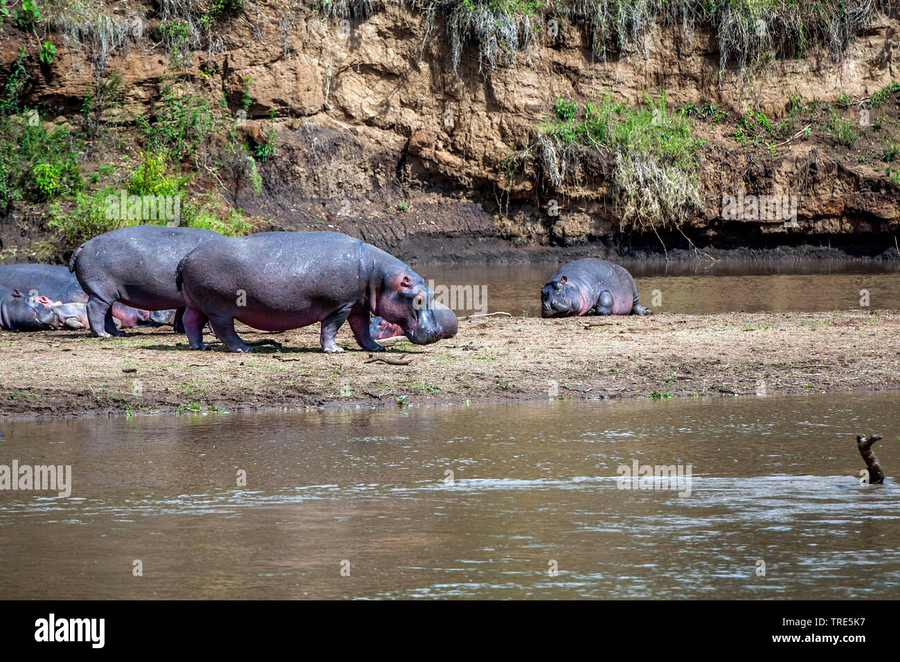 hippopotamus, hippo, Common hippopotamus (Hippopotamus amphibius), group on the riverbank, Kenya, Masai Mara National Park Stock Photo