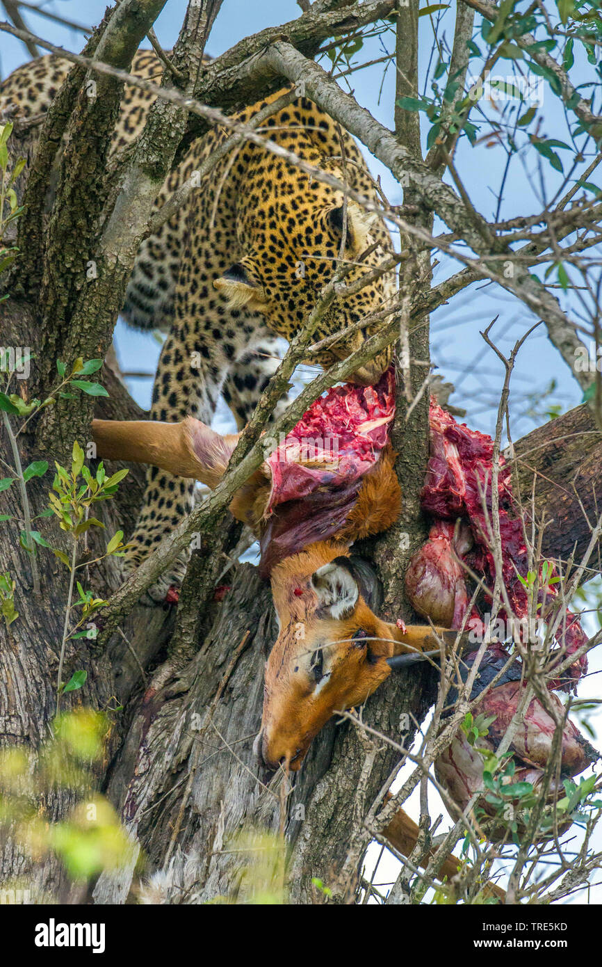 leopard (Panthera pardus), with prey in a tree, Kenya, Masai Mara National Park Stock Photo