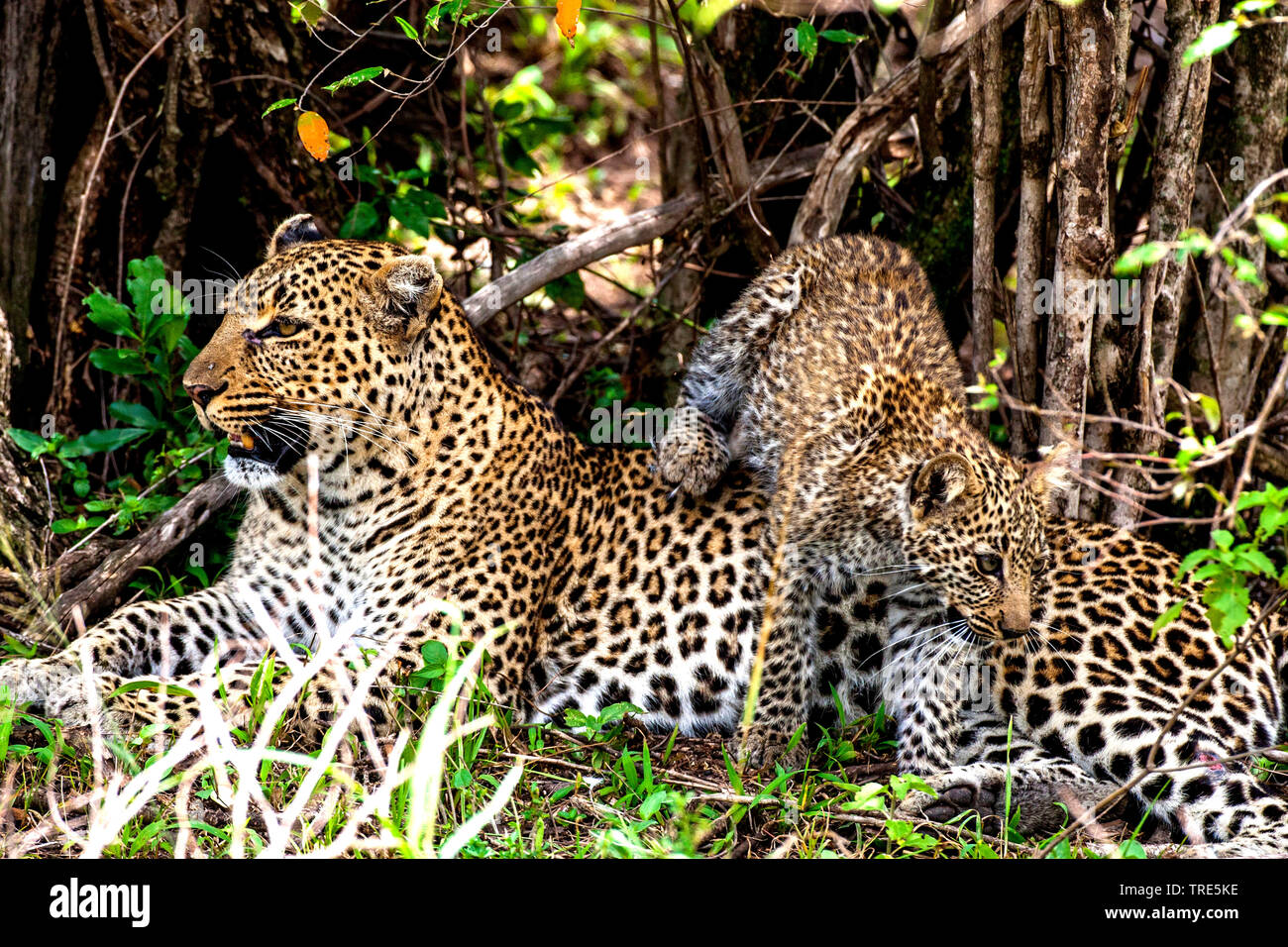 leopard (Panthera pardus), lying with youngster in shrubbery, Kenya, Masai Mara National Park Stock Photo