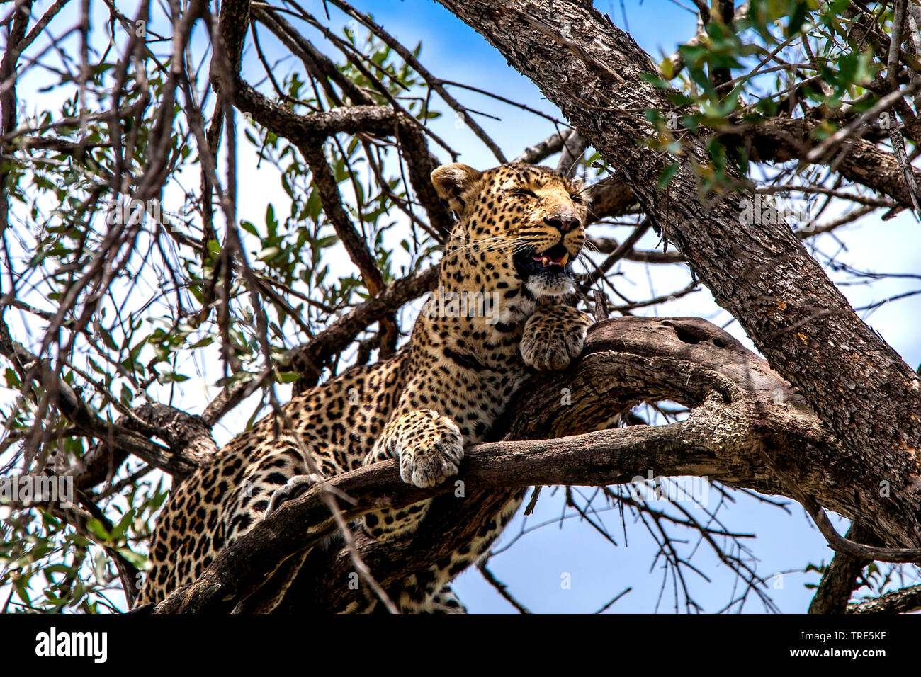 leopard (Panthera pardus), lying on a tree, Kenya, Masai Mara National Park Stock Photo