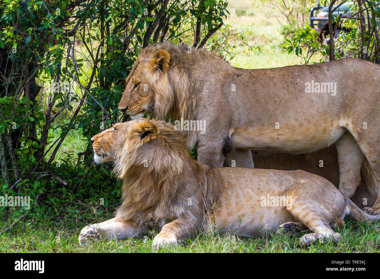lion (Panthera leo), two lion males, Kenya, Masai Mara National Park Stock Photo