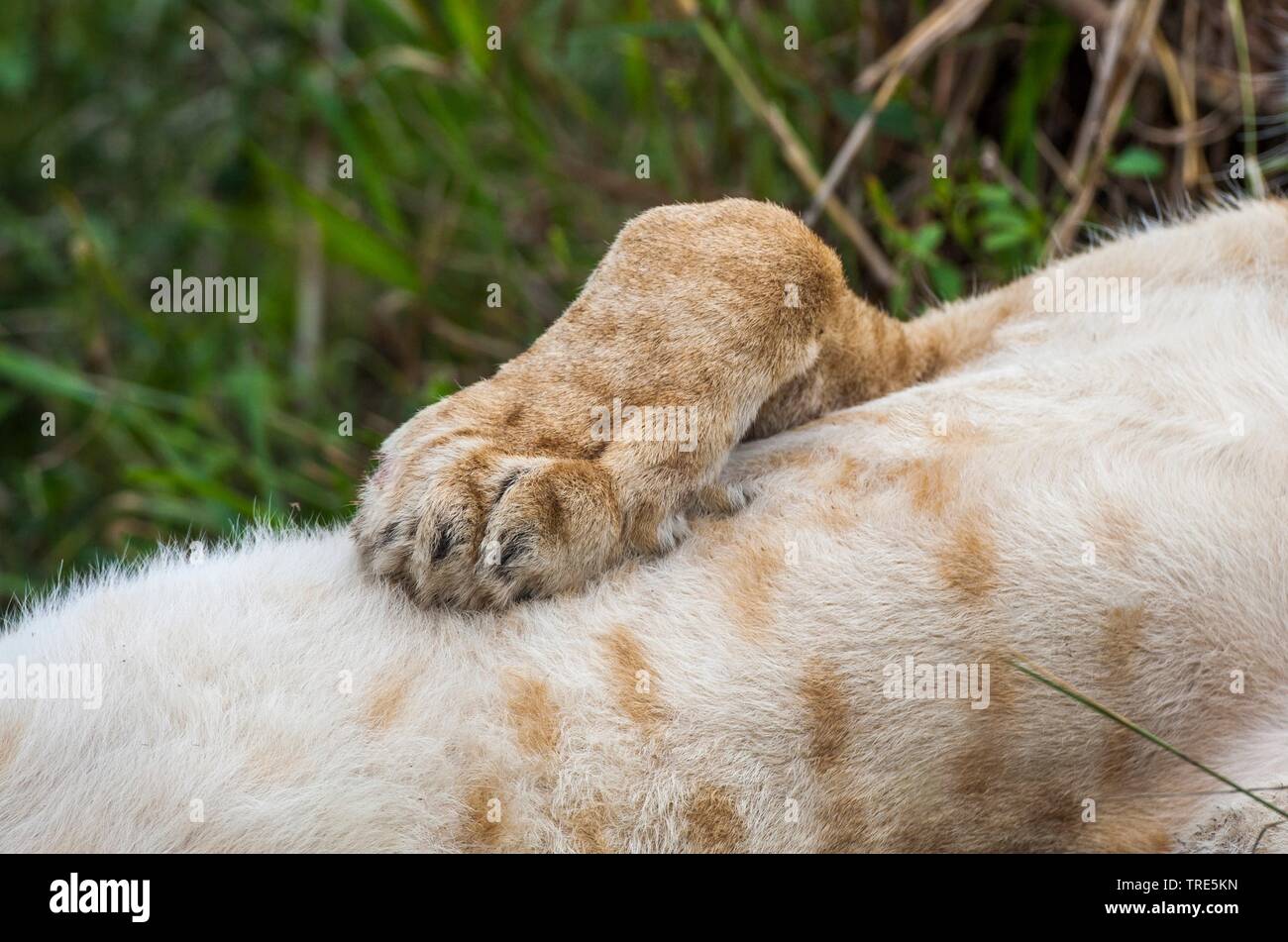 lion (Panthera leo), lion's paw, Kenya, Masai Mara National Park Stock Photo