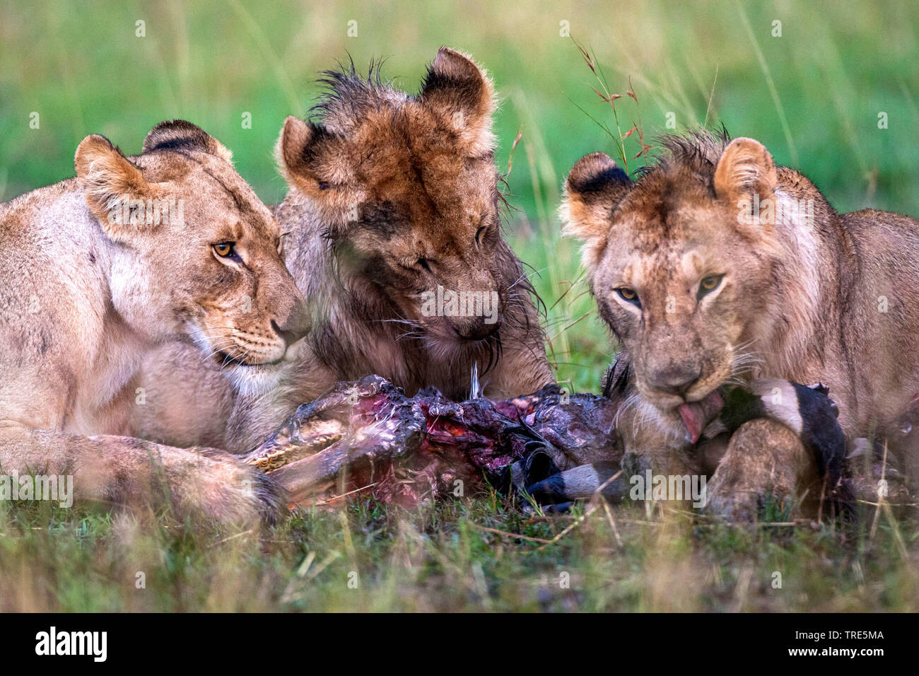 lion (Panthera leo), lions eating, Kenya, Masai Mara National Park Stock Photo
